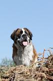 SAINT BERNARD 017